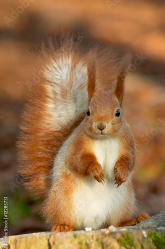 Red squirrel
