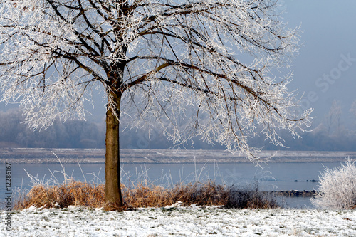 Winter am Rhein