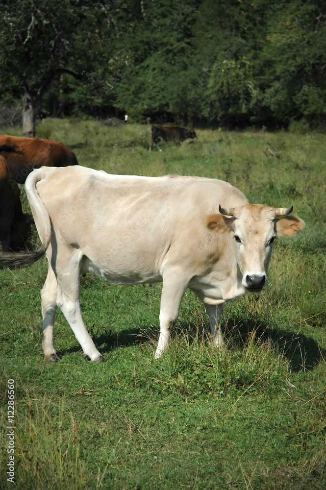 White cow 2 White cow 2