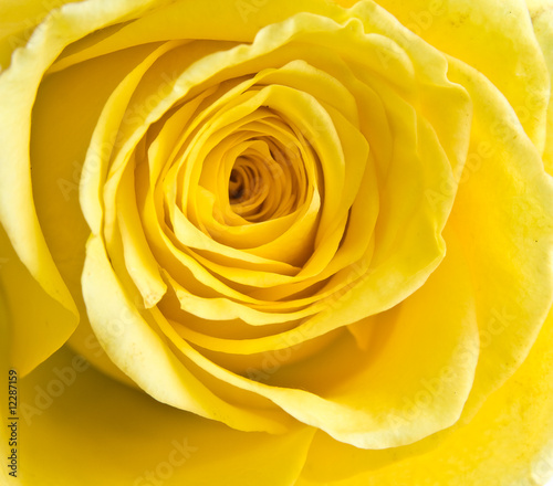 yellow rose petal