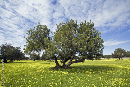 paesaggio di campagna in primavera