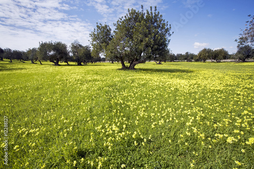 campo fiorito con albero verde