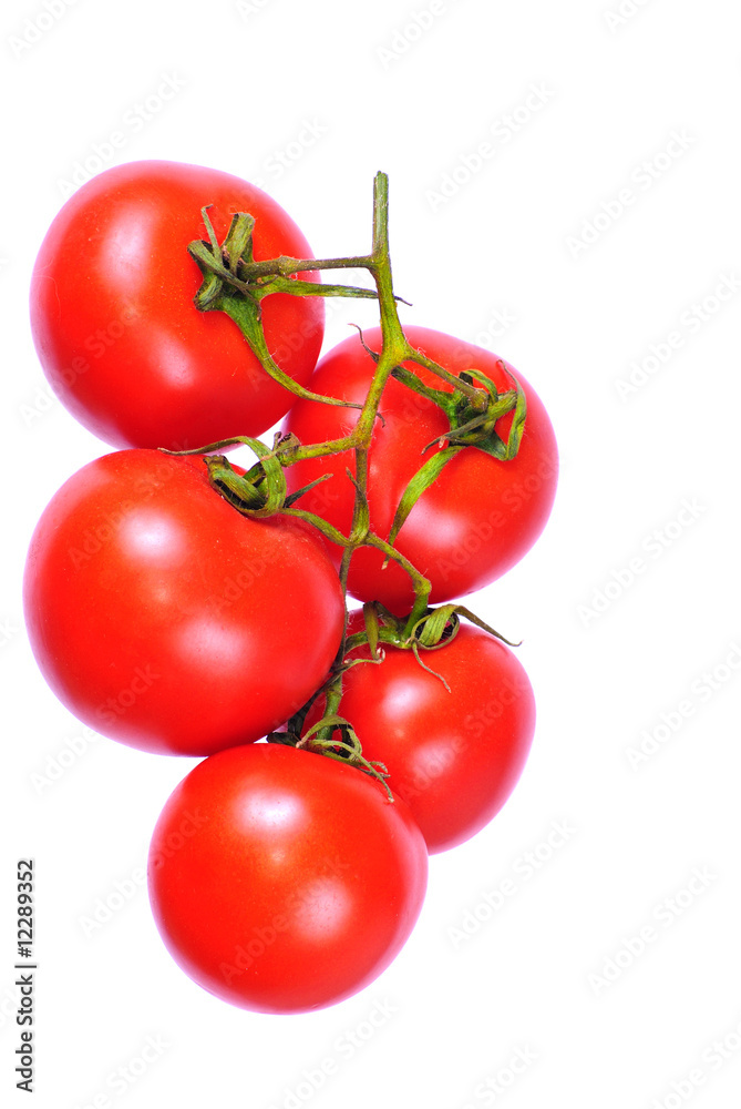 tomato 6 tomato 6