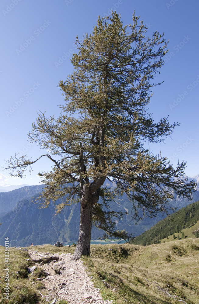 Obraz premium Dalfazalm 7