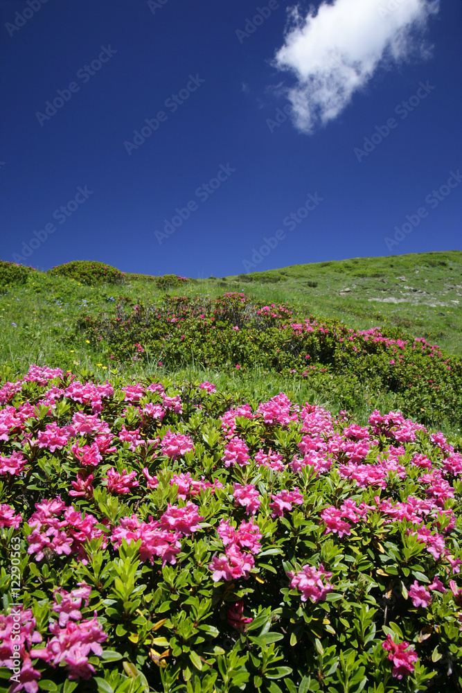 Alpenrosen Alpenrosen