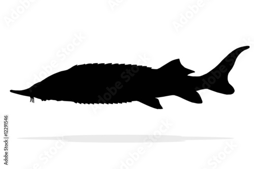Obraz na płótnie silhouette sterlet fish isolate