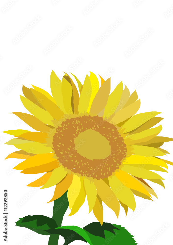 la fleur du soleil