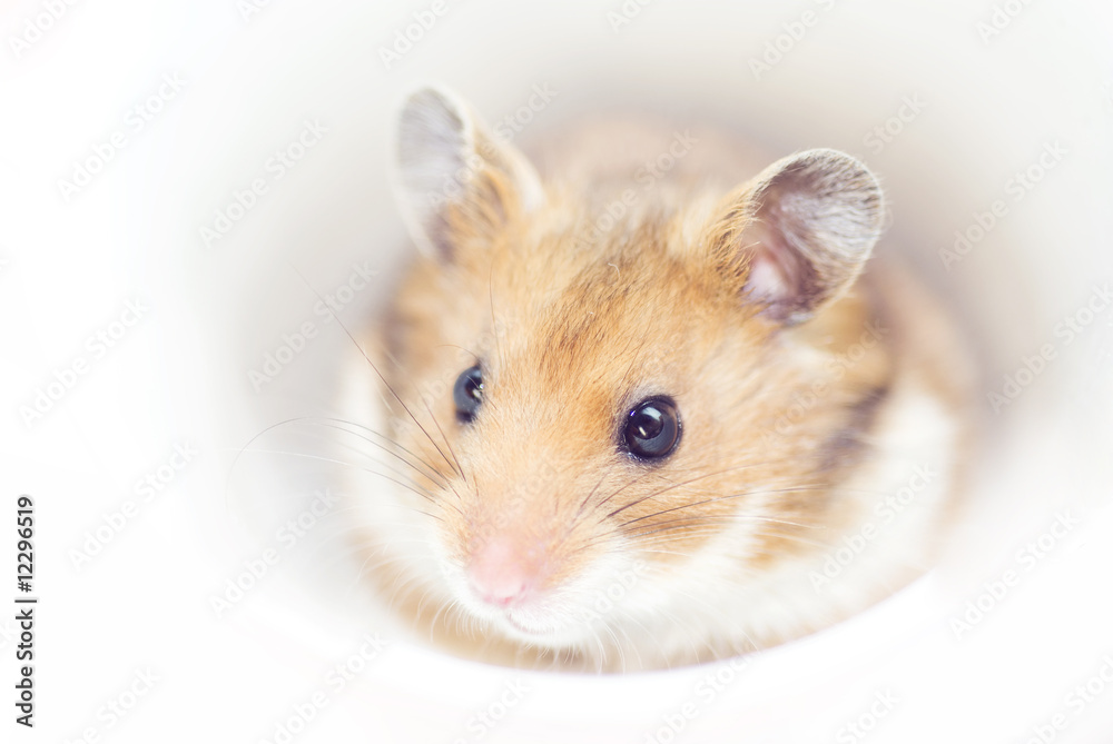 little hamster little hamster