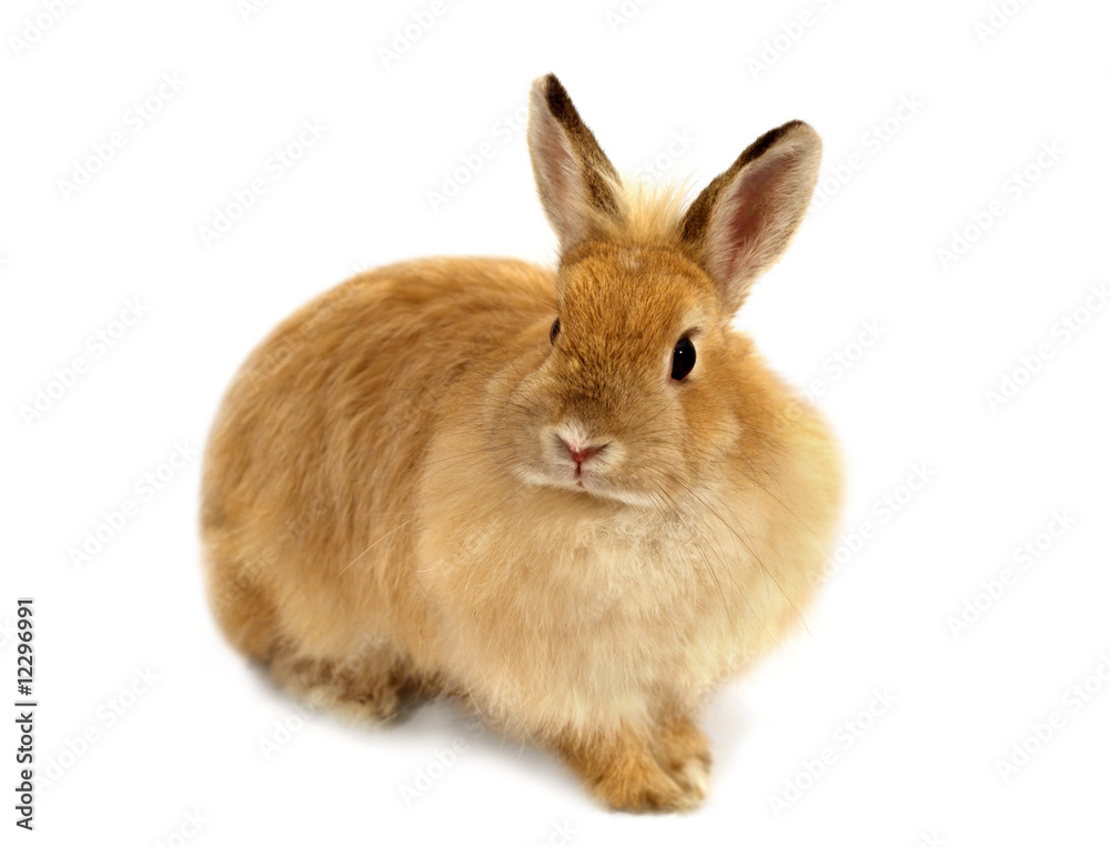 Ginger rabbit Ginger rabbit