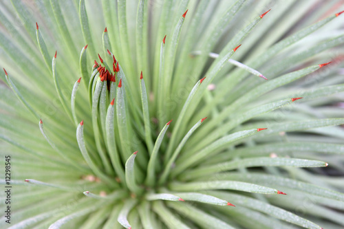 Agave stricta