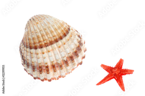 shell and starfish