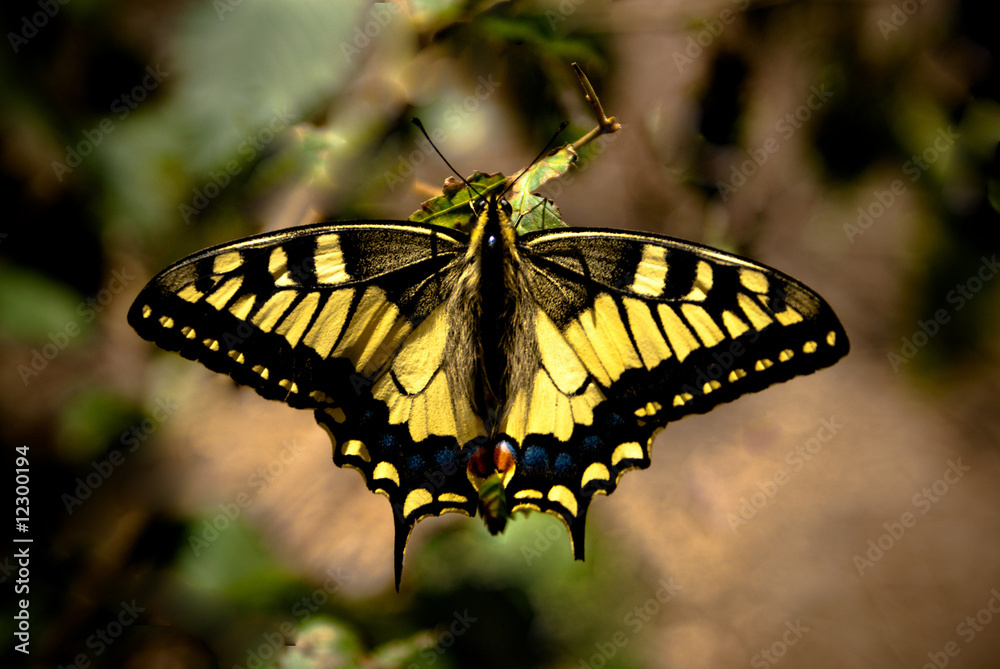 Moth Moth
