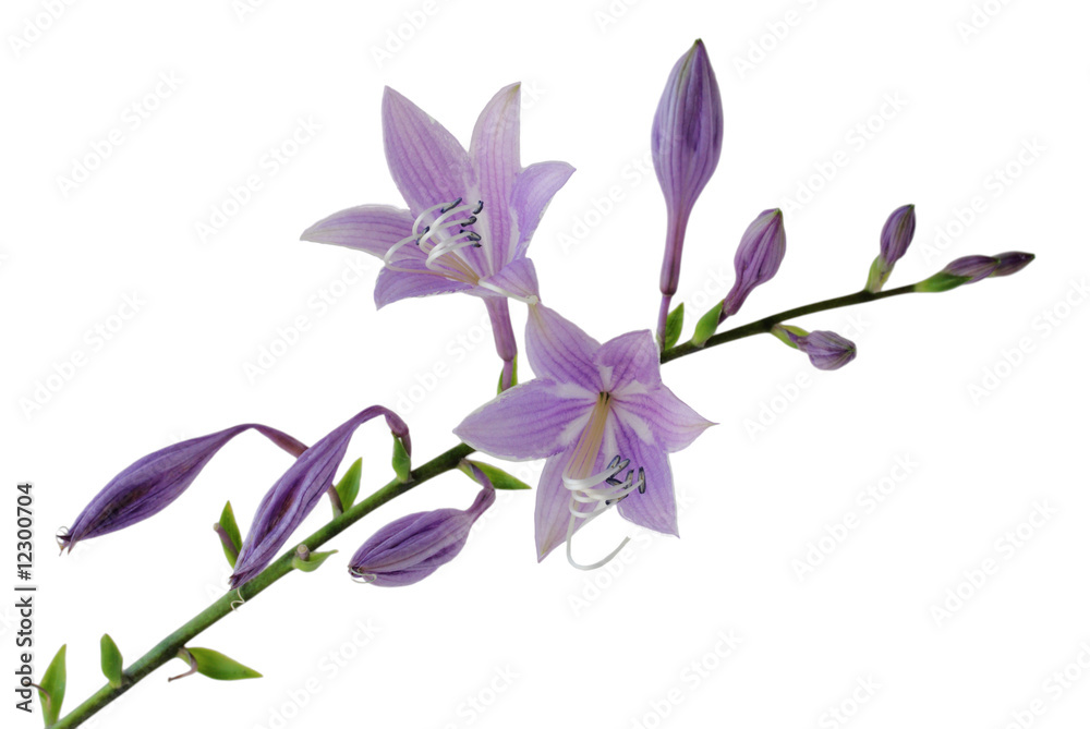 Purple hosta flowers Purple hosta flowers