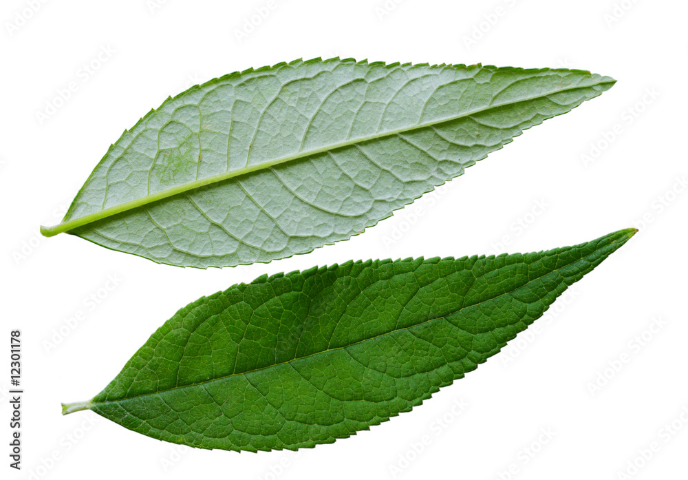 Obraz premium Summer Lilac Leaves