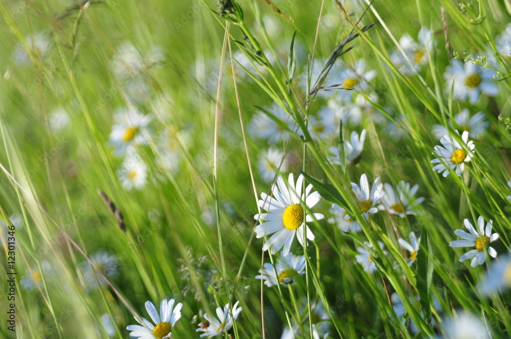 Camomiles in the grass