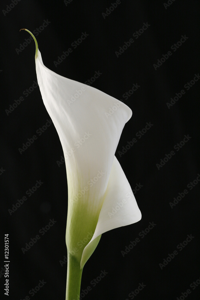 white calla white calla