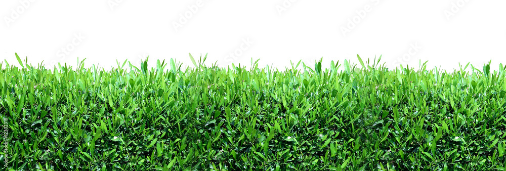Spring, green grass background Spring, green grass background