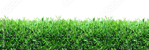 Spring, green grass background