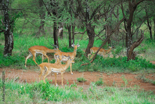 Antelopes impala