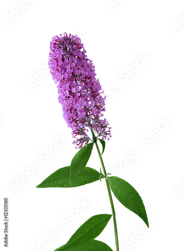 Summer Lilac photo