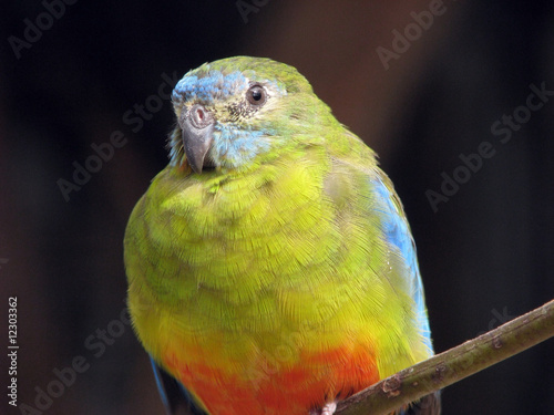 orange bellied parrot