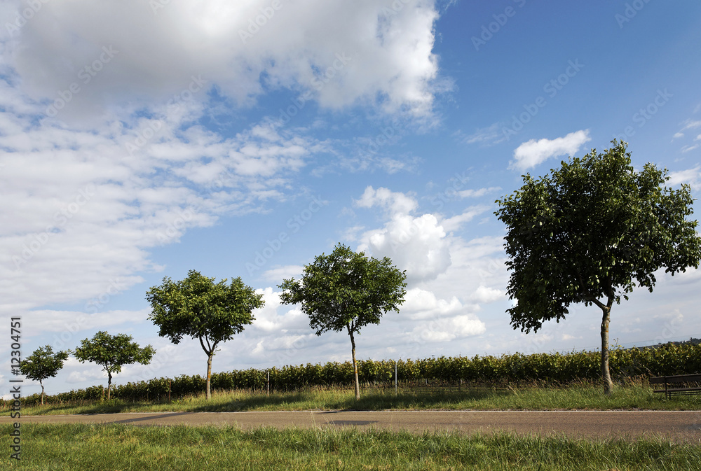 Obraz premium Landstraße im Frühling
