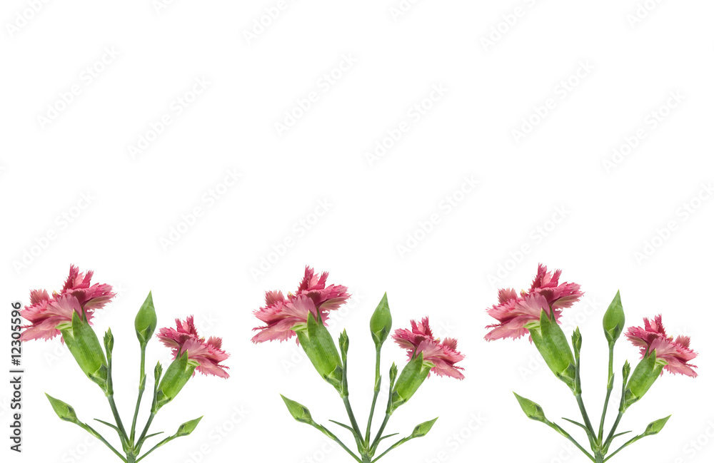 Fototapeta premium pink carnation flowers border