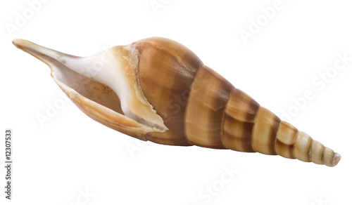 a one seashell