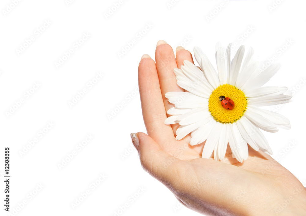 Human hand holding daisy with ladybug on it Human hand holding daisy with ladybug on it