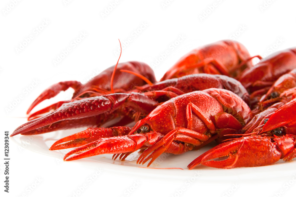 Crawfish Crawfish