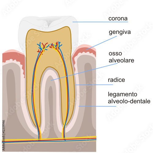 tooth  anatomy