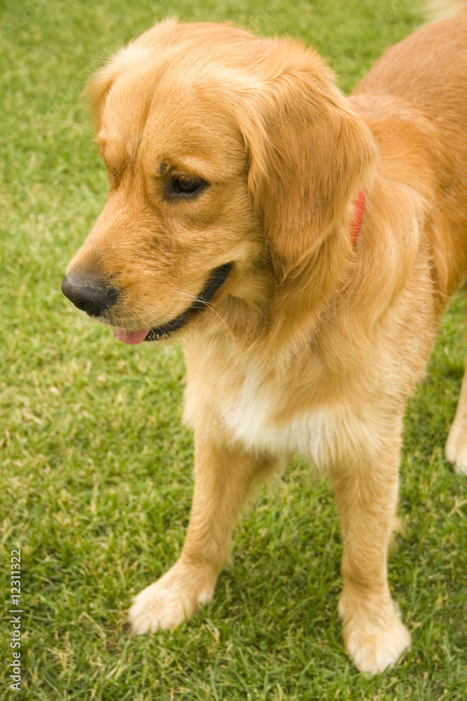 Golden retriever dog, outdoors in evening sun