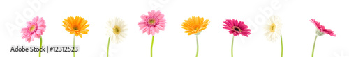 Photo colorful gerbera background