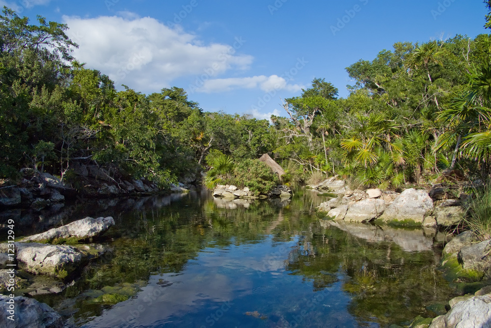 Jungle pond