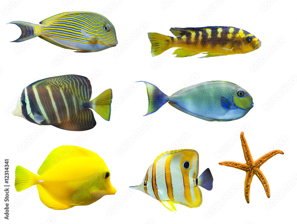 tropical world of fish