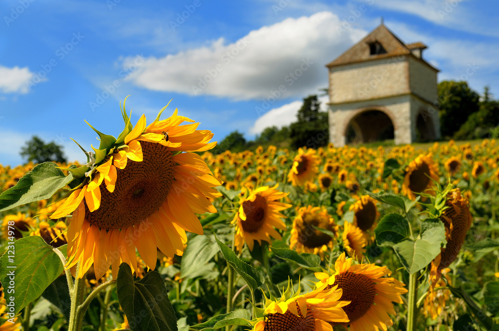 Fototapeta premium fields sunflowers