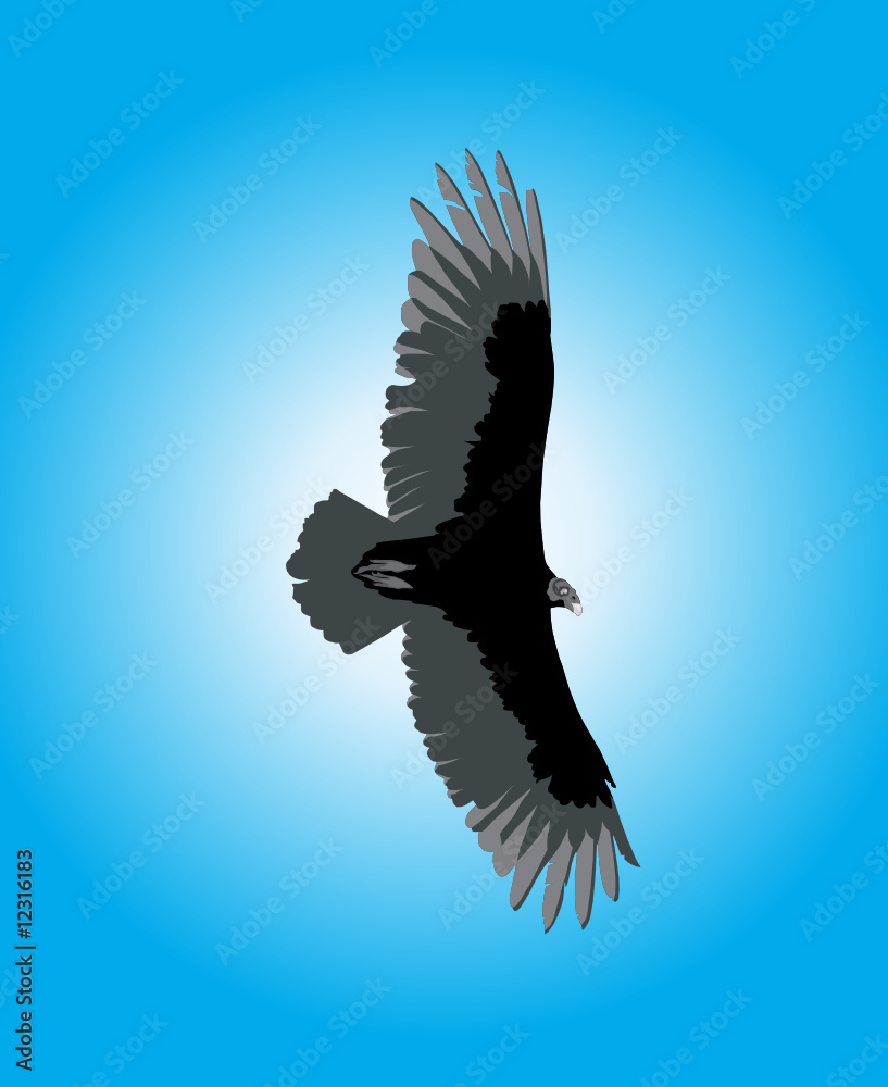 Obraz premium Eagle soaring against blue sky background