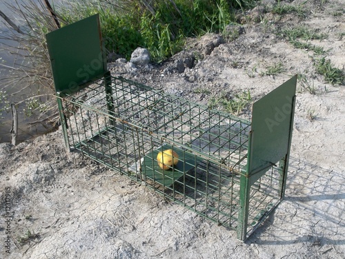 piège à ragondin dans les roubines de Mauguio