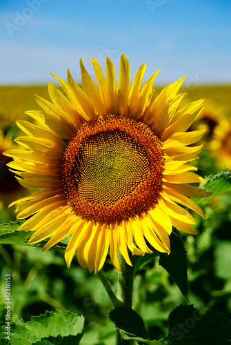 girasole