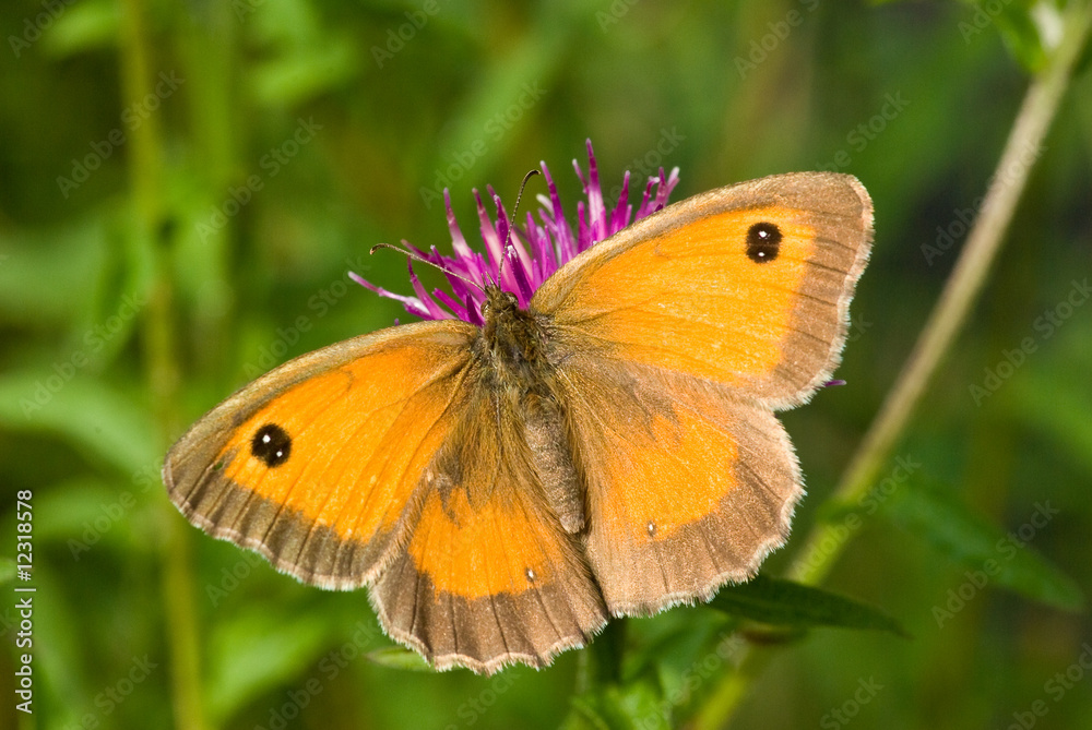 Gatekeeper butterfly Gatekeeper butterfly