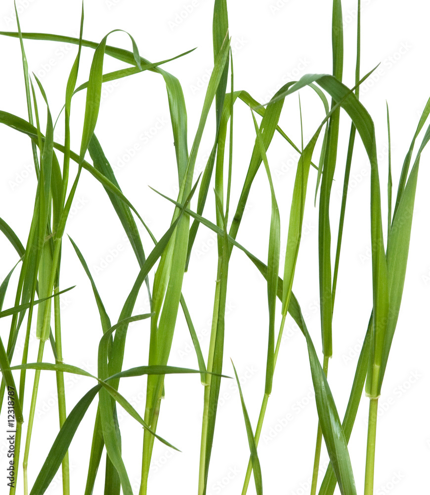 Fototapeta premium Grass