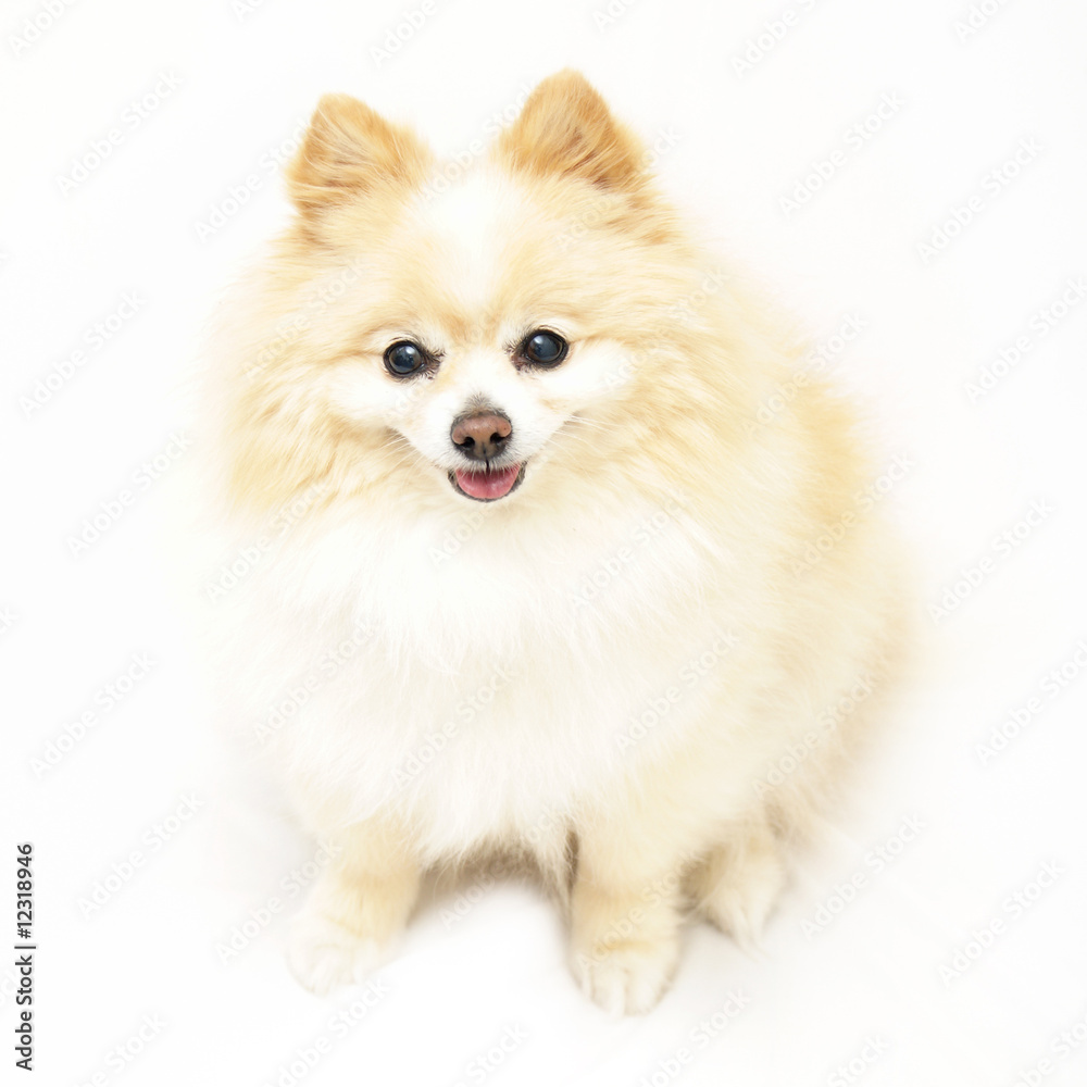 Obraz premium Pomeranian