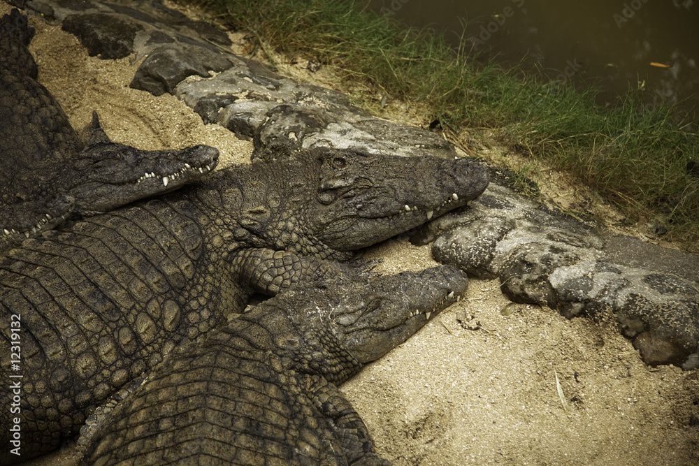Crocodiles Nap Crocodiles Nap