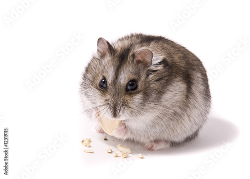little dwarf hamster eating pumpkin seed