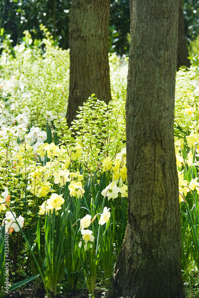 Green spring with daffodils and frittilaria Green spring with daffodils and frittilaria