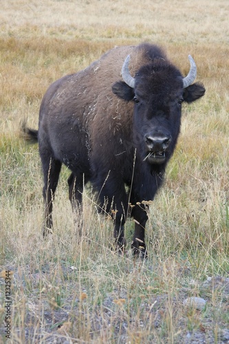 Fototapeta Naklejka Na Ścianę i Meble -  Yellowstone Bison