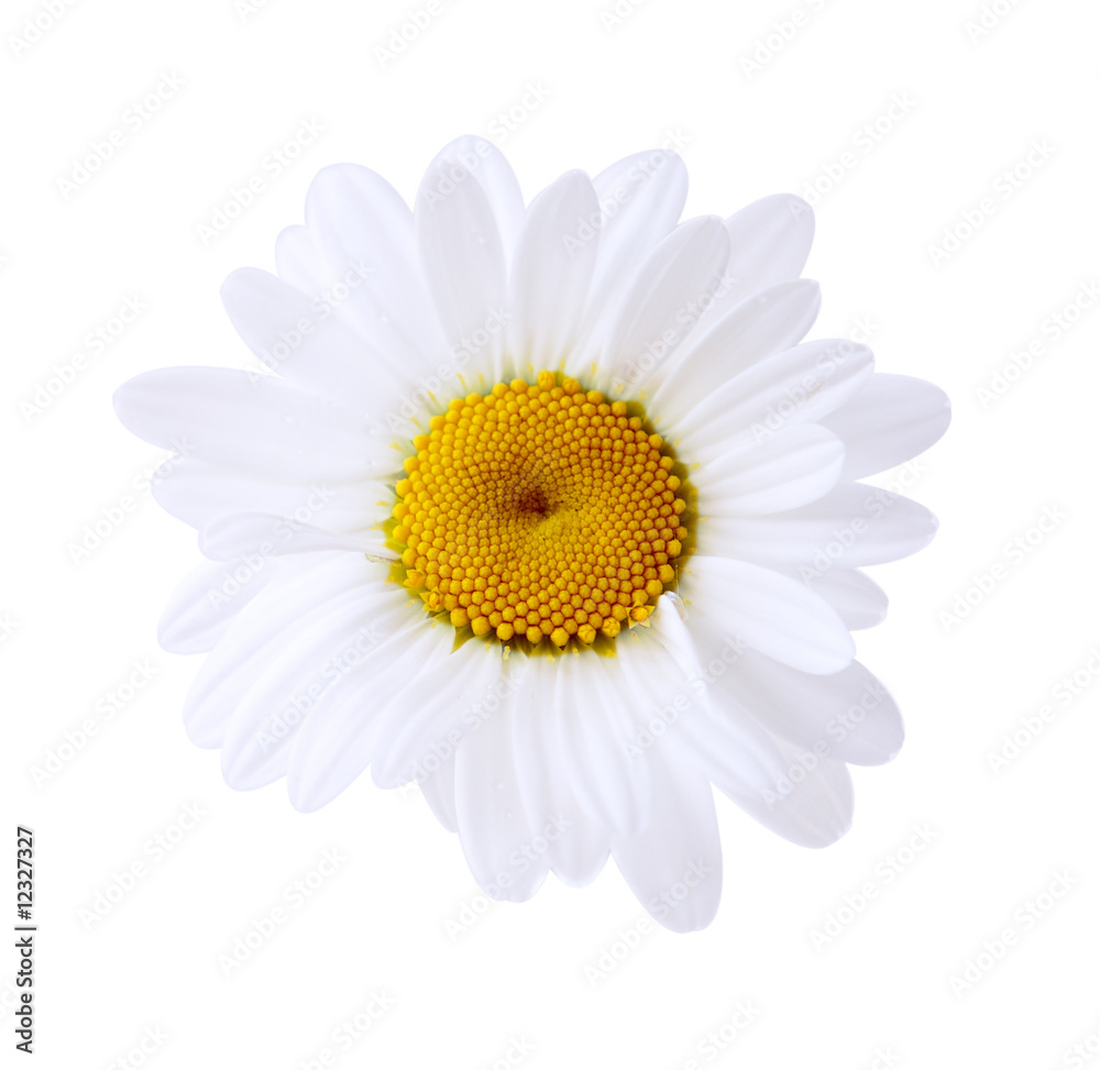 Naklejka premium Single Daisy