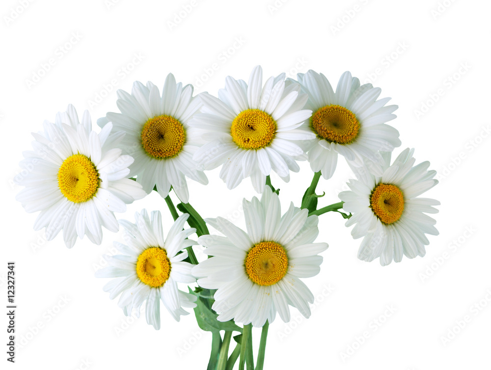 Fototapeta premium Camomile Flower