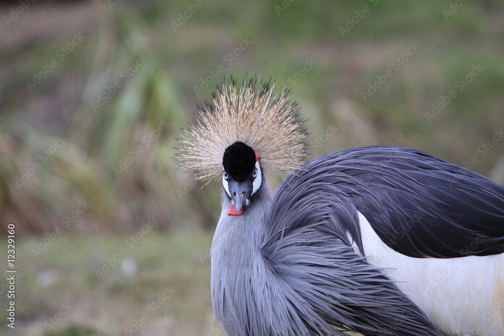 Fototapeta premium Gray crowned crane