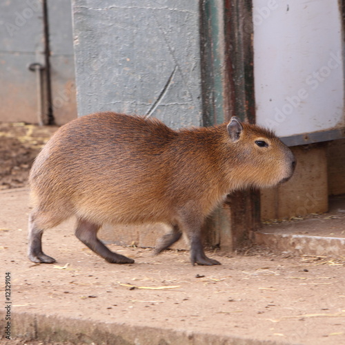 Cabybara, Hydrochaeris hydrochaeris photo